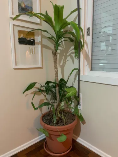 Vaso planta grande