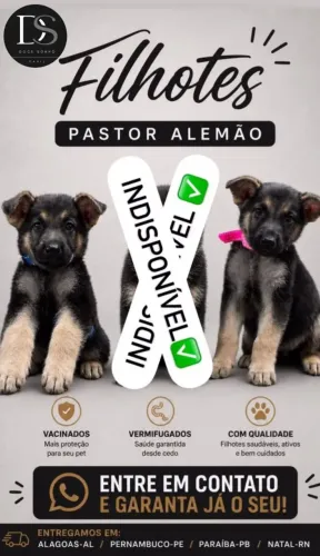 Pastor Alemão Capa Preta 
