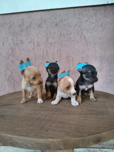 Pinscher