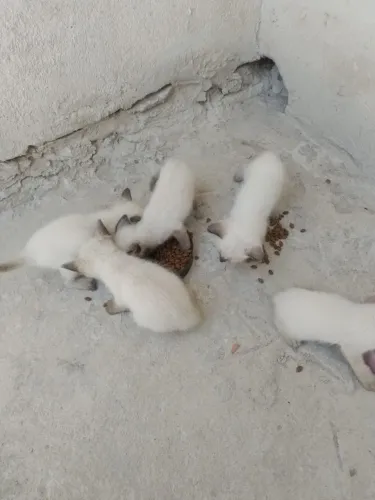 Adoção responsável