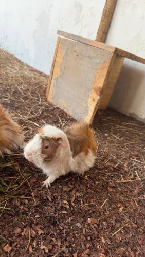 Vendo porquinho-da-índia macho da raça Abissínio, muito bonito e saudável! ?