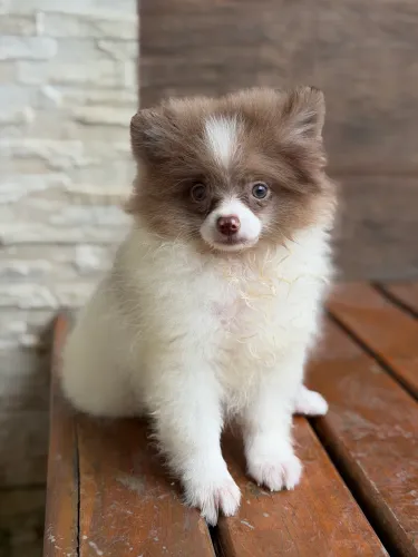 Spitz Alemão olhos claros 