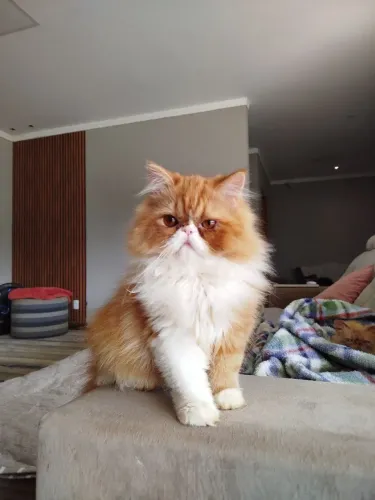Filhote gato persa