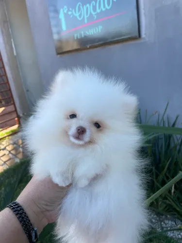 Spitz alemão anão macho 