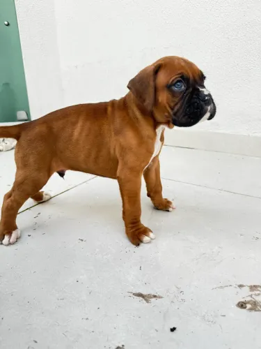 Filhote de boxer alto padrão com pedigree