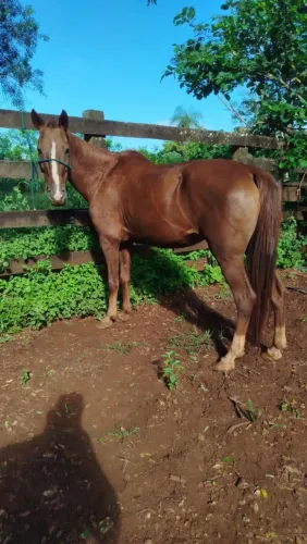 Égua Mangalarga Marchador Linhagem 53