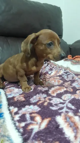 Cachorro basset 