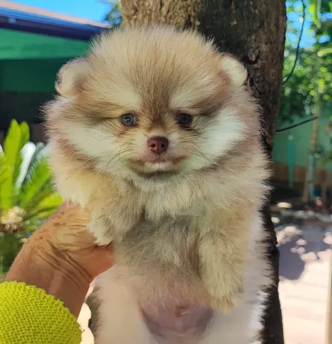 LULU anão macho olhos verdes