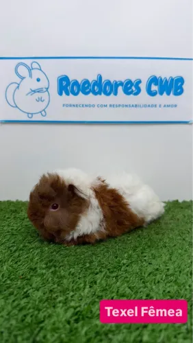Porquinhos da Índia (Roedores CWB) 