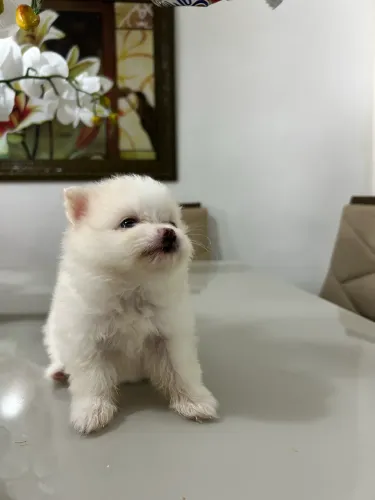 Filhote Lulu da pomerania  Fêmeas 