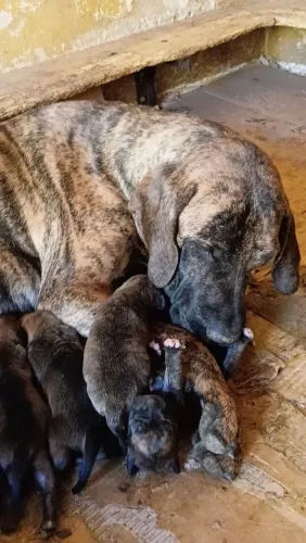 Reserva de Filhotes Fila Brasileiro