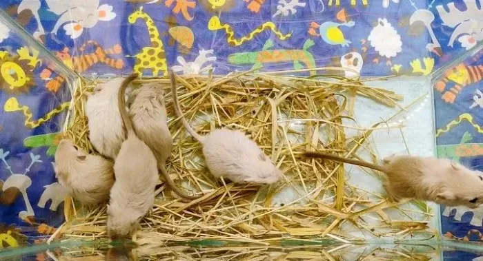 Gerbil 