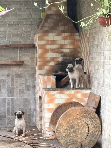 Pug para Cobertura 