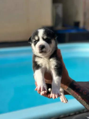 Husky Siberiano - Fêmea 