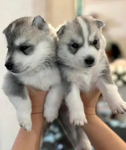 Filhotes de Husky Siberiano | Um parceiro para criar memórias felizes