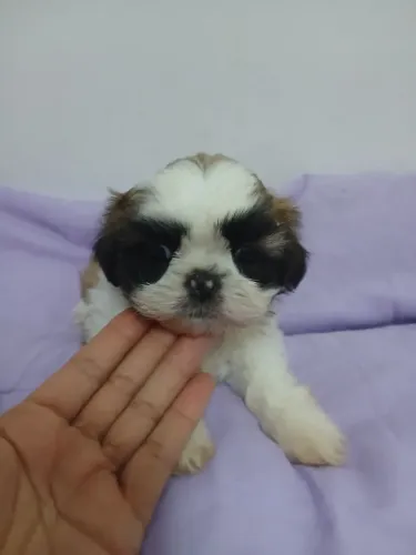 Shih tzu fêmea oferta