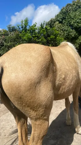 Vende-se égua mangalarga palominio  