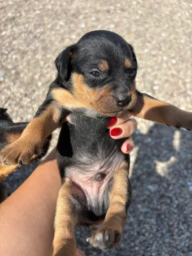 Cachorrinho pincher