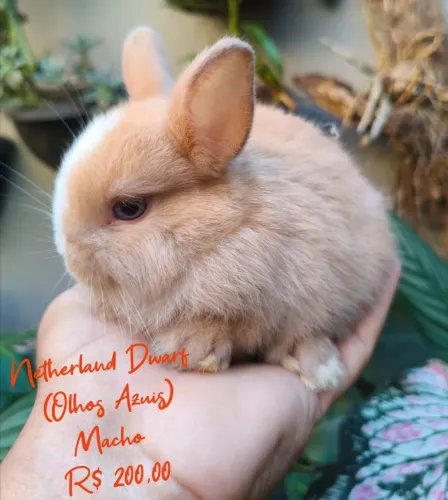 Mini Coelho Netherland Dwarf 