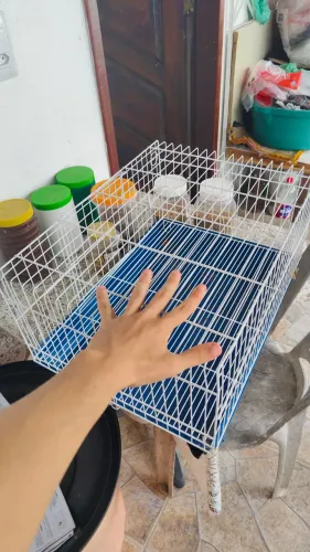 Gaiola para coelho ou porquinho da índia