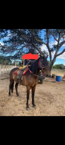 Cavalo marcha picada !!