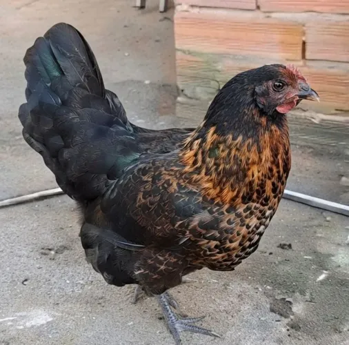 Galinhas novas de ovos azuis e verdes.