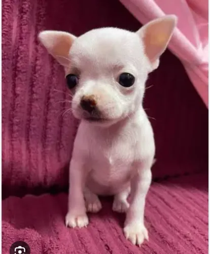 ?QUERO COMPRAR UM CACHORRO PINCHER NA COR BRANCO 