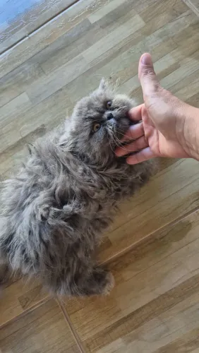Gato