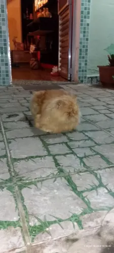 Filhote gato persa macho 8 mêses.