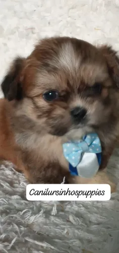 lhasa apso garanta já o seu linhagem nobre
