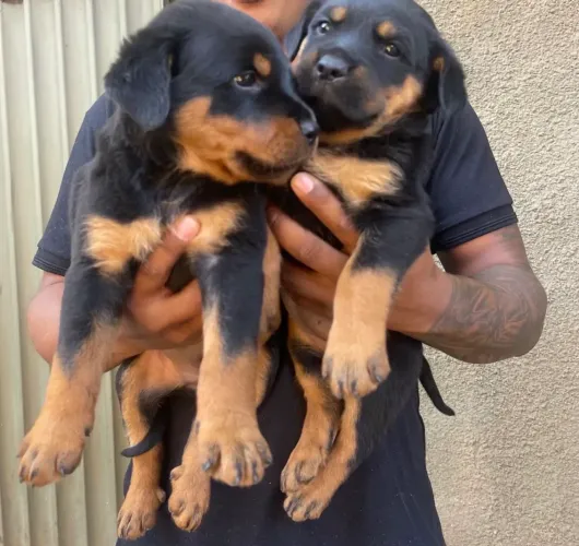 Rottweiler 