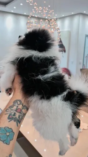 Lulu da Pomerânia anão