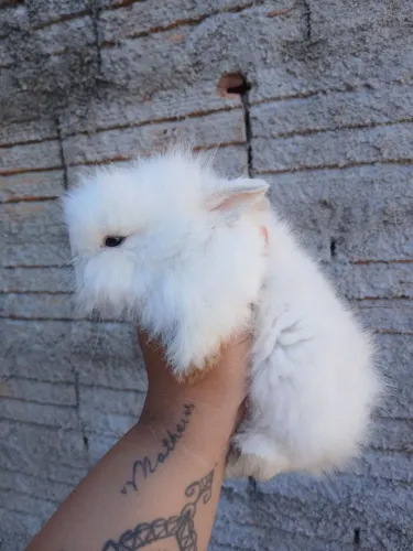 Vendo mini coelhos raça mini lion