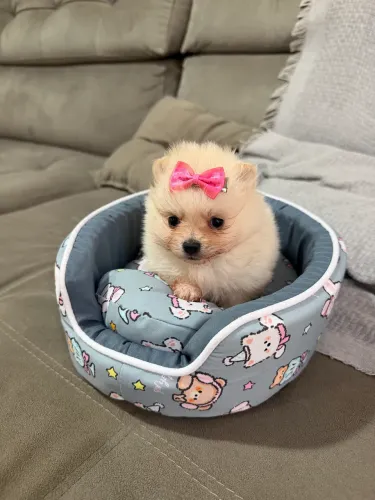 Lulu Pomerania fêmea