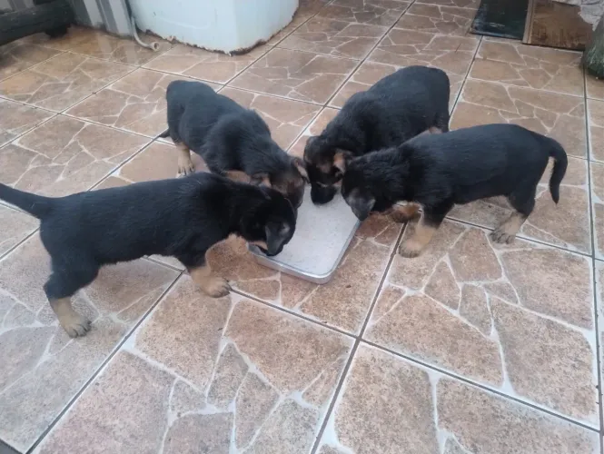 VENDO FILHOTES DE PASTOR ALEMÃO