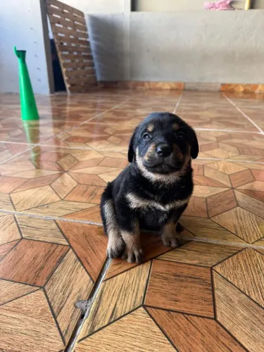 Filhote de Labradora preta com Rottwiler 