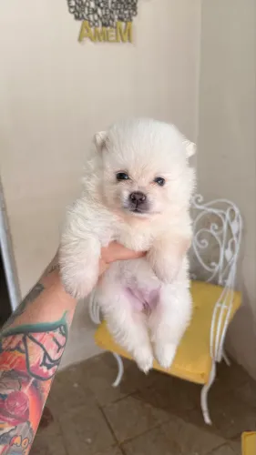 FÊMEA COM PEDIGREE, Spitz anão de ótima linhagem