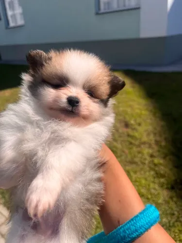 Lulu da Pomerânia