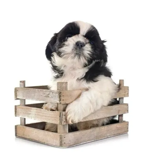 Shih Tzu O presente perfeito pode estar olhando para você agora