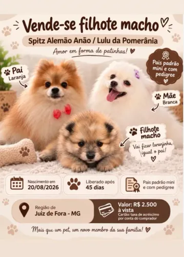 Filhote macho / Sptiz alemão anao 