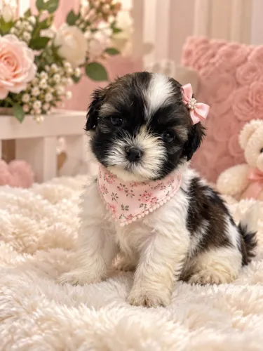 Encantador filhotes de Lhasa apso fêmea