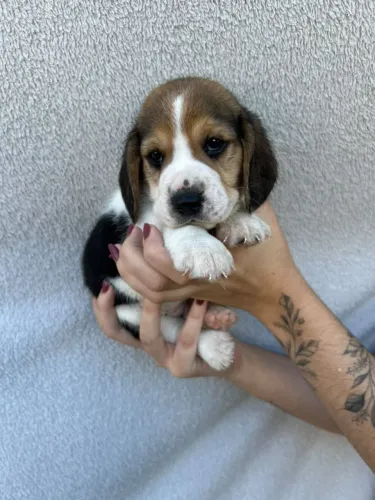 LINDOS FILHOTES DE BEAGLE