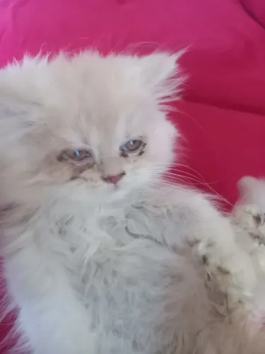 Filhote de gato persa macho