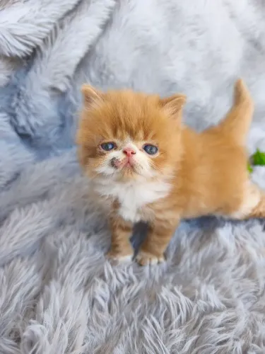 Gato persa macho
