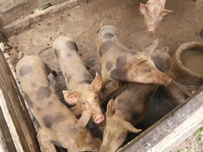 VENDO LOTE DE PORCO