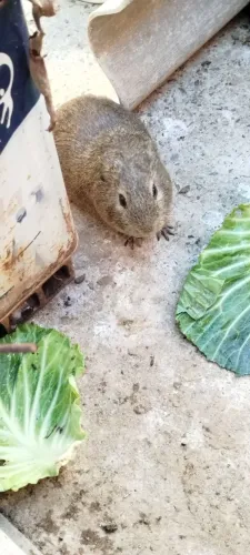 Porquinho da índia macho