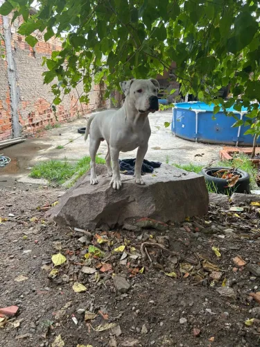 Pitbull pra adoção