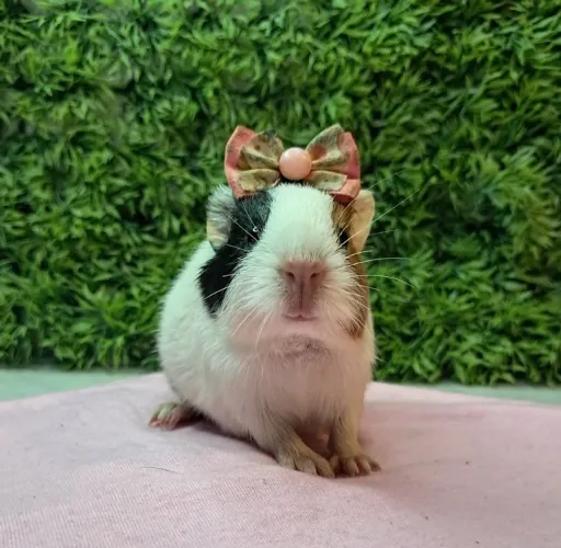 Porquinho da india