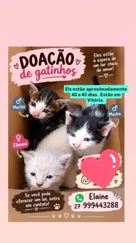 Gatinhos para adoção.