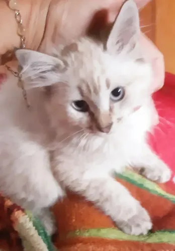 Gatinho Siamês Tabby Point Macho 50 dias